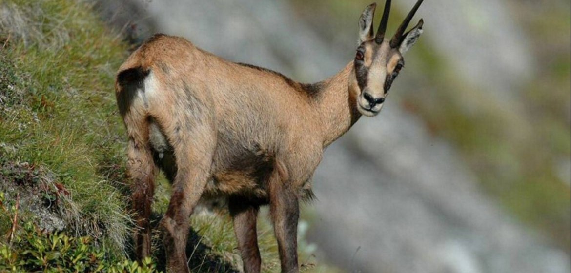 Chamois brin de paille